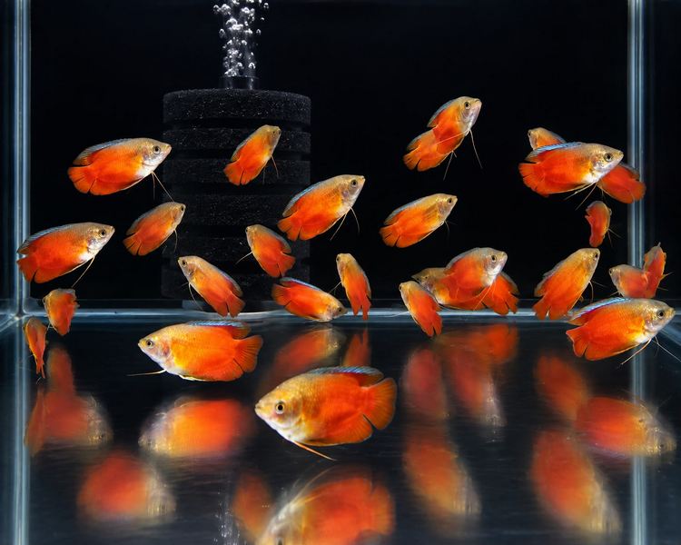 Red Dwarf Gourami ~ 3cm - 4cm